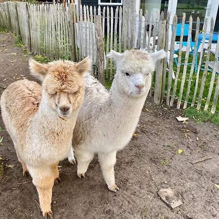 Dağ evi Luxe Finse Kota De Zandhoef *