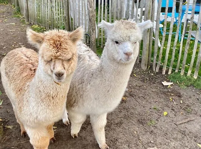 Dağ evi Luxe Finse Kota De Zandhoef *