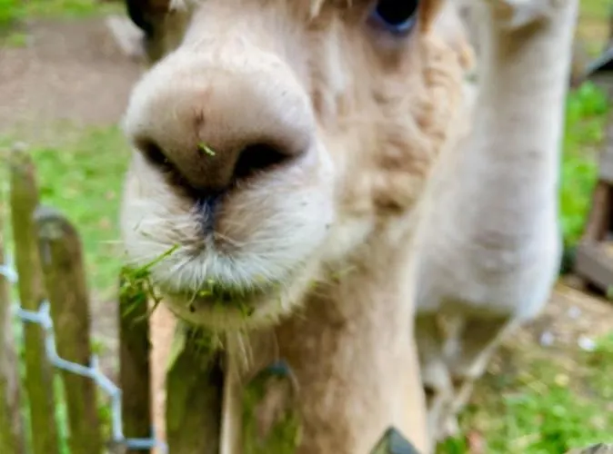 Chalet Luxe Finse Kota De Zandhoef